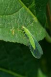 OK92257860GemeineFlorfliege-Artkomplex-Chrysoperla-carnea-s-l-2023-06-27AIC-PS.jpg