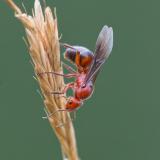 OK92393832BlutroteRaubameiseFormica-sanguineaGyne-gefluegelt2023-07-21NSGStawaA-PS.jpg