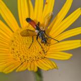 OK97152472Kohl-Wanzenfliege-Cylindromyia-brassicaria2024-06-12AIC-PS.jpg