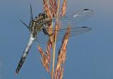 Oestlicher-Blaupfeil-22__Orthetrum-albistylum_,-m-Weilheim-PS.jpg