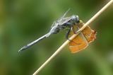 Oestlicher-Blaupfeil-44__Orthetrum-albistylum_,-m-PS.jpg