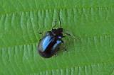 P1014017_Agelastica_alni_2025-08-19-Langerringen-PS.jpg