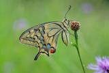 Papilio-machaon-Schwalbenschwanz-Ries-m-PS.jpg