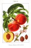 Pfirsich-_Prunus-persica_-Krause.jpg