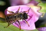 Platterbsen-Moertelbiene-_Megachile-ericetorum_-Garten-PS.jpg