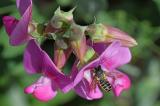 Platterbsen-Moertelbiene-_Megachile-ericetorum_-staedt-PS.jpg