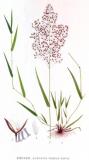 Rotes-Straussgras-Agrostis-capillaris-Lnidman.jpg