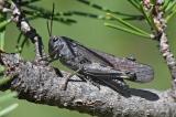 Rotfluegelige-Schnarrschrecke-_Psophus-stridulus_-m-Lechtaler-Alpen--PS.jpg