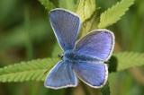 Rotklee-Blaeaeuling-_Cyaniris-semiargus_-m-Lechauen-PS.jpg