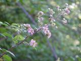 Rubus_ulmifolius_flowers_by_Júlio-Reis-_Tintazul_-PS.jpg