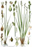 Schlenken-Segge-Carex-heleonastes-Sturm.jpg
