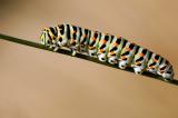 Schwalbenschwanz-Papilio-machaon-Frankenalb-_3_-PS.jpg