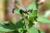 Schwarze-Wegameise-_Lasius-niger_-Gyne-_spaetere-Koenigin_-inmitten-von-Arbeiterinnen-und-Drohne-_links_--Hausgarten---_4_-PS.jpg