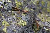 Sibirische-Keulenschrecke-_Gomphocerus-sibiricus_-stridulierendes-Maennchen-lockt--zwei-Weibchen-an-Graubuenden-PS.jpg