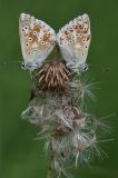 Silbergruener-Blaeuling-_Polyommatus-coridon_-m-Schlafgemeinschaft-Lechauen--PS.jpg