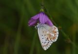 Silbergruener-Blaeuling-_Polyommatus-coridon_-m-auf-Klebrigem-Lein__Linum-viscosum_-Lechauen-PS.jpg