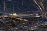 Spanische-Pechlibelle_D8A7753-Bearbeitet-PS.jpg