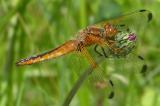 Spitzenfleck-17__Libellula-fulva_,-w,-Taubergiessen-PS.jpg