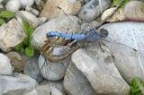 Suedlicher-Blaupfeil-43__Orthetrum-brunneum_,-Paarung,-Kleinaitingen-PS.jpg