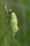 Tagpfauenauge-_Aglais-io_-Hausgarten-PS.jpg