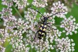 Vierbindiger-Schmalbock-_Leptura-quadrifasciata-_Lechauen-PS.jpg