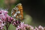 Wachtelweizen-Scheckenfalter-_Melitaea-athalia_-Pfaffenwinkel-PS-5.jpg