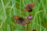Wachtelweizen-Scheckenfalter-_Melitaea-athalia_-pfaffenwinkel-_1_-PS.jpg