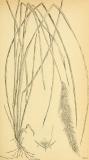 Wald-Reitgras__grasses_and_forage_plants_of_the_United_States__1889___17757962930_-PS.jpg