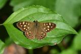 Waldbrettspiel-_Pararge-aegeria_-Lechauen-PS-5.jpg