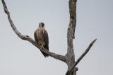 Wanderfalke-(Falco-peregrinus)-PS.jpg