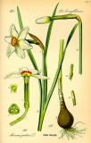 Weisse-Narzisse--Narcissus-poeticus-Thomé.jpg