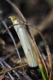 Weisser-Graszuensler-_Crambus-perlella_-Hasenheide-PS-2.jpg