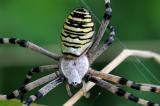 Wespenspinne-_Argiope-bruennichi_-m-Lechauen-_-_2_-PS.jpg