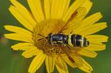 Zweiband-Wespenschwebfliege-_Chrysotoxum-bicinctum_-Lechauen-PS.jpg