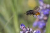 Zweifarbige_Schneckenhausmauerbiene_Osmia_bicolor_W_12.5.2025_Westliche-Waelder_Stadtbergen_Robert_Thierbach-PS.jpg