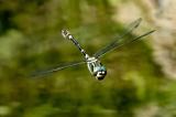 _D8A4137Eropäischer-Flussherrscher-Bearbeitet-PS.jpg