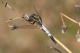 _D8A4538.Östlicher-BlaupfeilCR3JPEG-PS-2.jpg