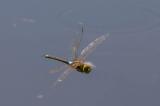 _D8A4633Schabracken-Koenigslibelle-Bearbeitet-PS.jpg