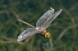 _D8A6510-Schabracken-KoenigslibelleBearbeitet-PS.jpg