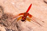 _D8A6778.Feuerroter-SonnernzeigerCR3JPEG-PS.jpg
