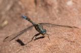 _D8A6868_Rahmstreif-Blaupfeil-PS.jpg