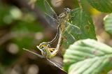_D8A7291.Westliche-KeiljungferCR3JPEG-PS.jpg