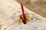 _D8A7406.Feuerroter-SonnenzeigerCR3JPEG-PS.jpg
