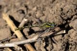 _D8A7608.Französische-KeiljungferCR3JPEG-PS.jpg