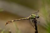 _D8A7848_Gruene_Sandjungfer-PS.jpg