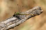 _D8A7872.Grüne-SandjungferCR3JPEG-PS.jpg