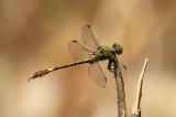 _D8A7885.Grüne-SandjungferCR3JPEG-PS.jpg