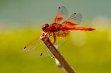 _D8A8133.Feuerroter-SonnenzeigerCR3JPEG-PS.jpg