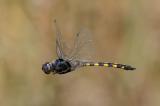 _D8A9348-Gefleckter-WasserfallkreuzerBearbeitet-PS.jpg