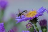 _DSC0797Breitbindige_Schmalbiene_Lasioglossum_zonulum_W_abgeflogen_08_10_2024_Augsburg_Baerenkeller_Robert_Thierbach-PS.jpg